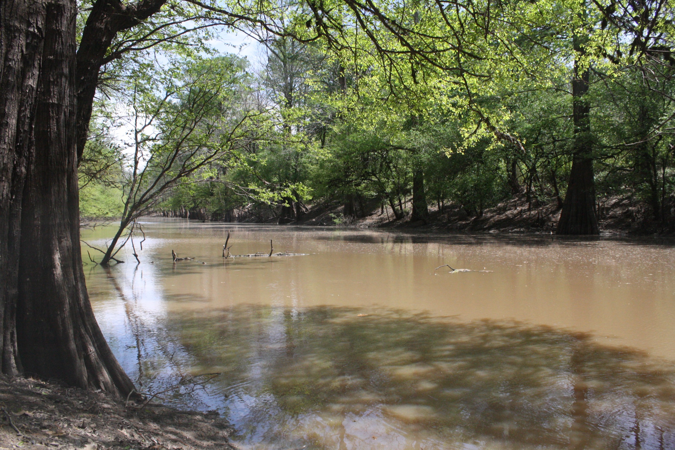 Cypress trees lining the shaded waters of Little Bayou Wildlife Management Area